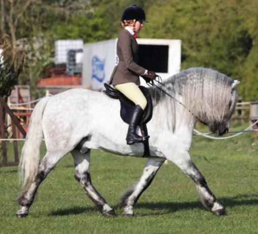 Balmoral Mandarin - Highland Pony Stallion